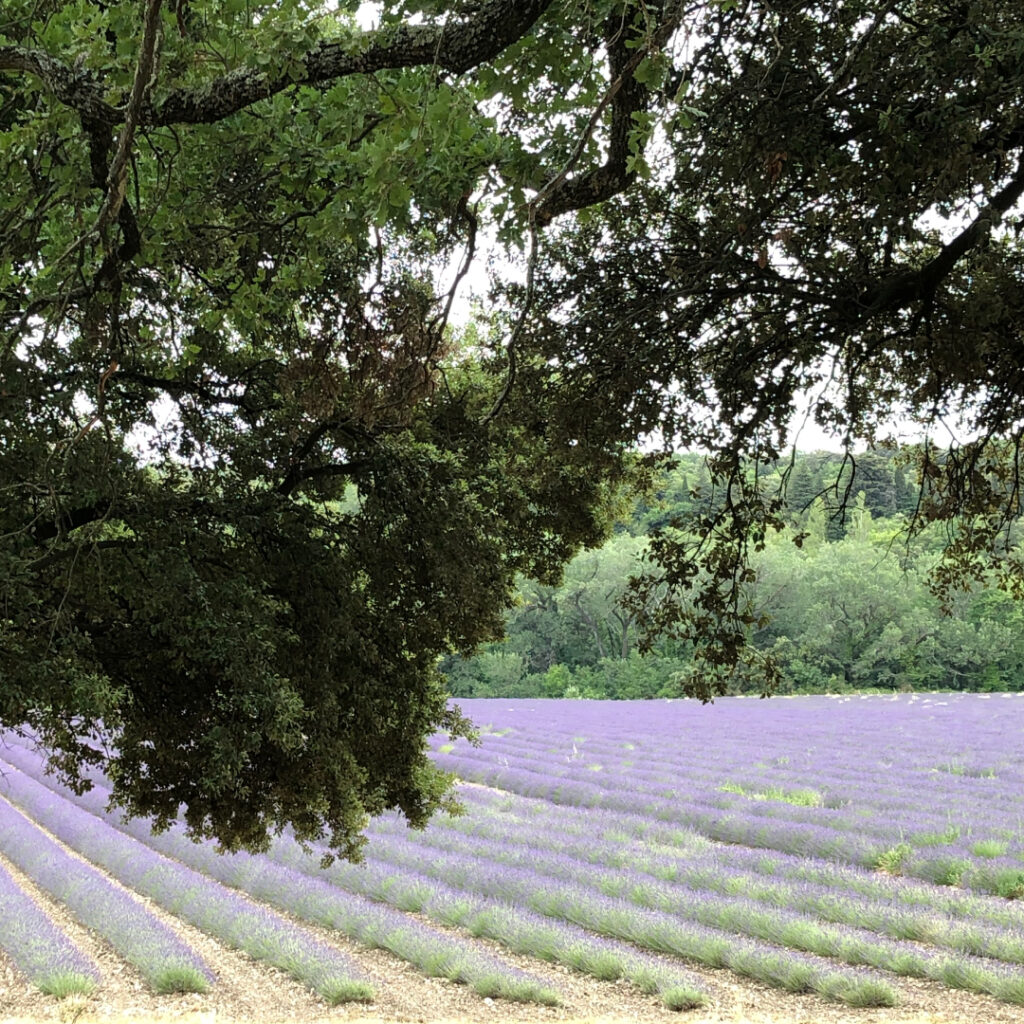 domaine de mariage avec champ de lavande Provence